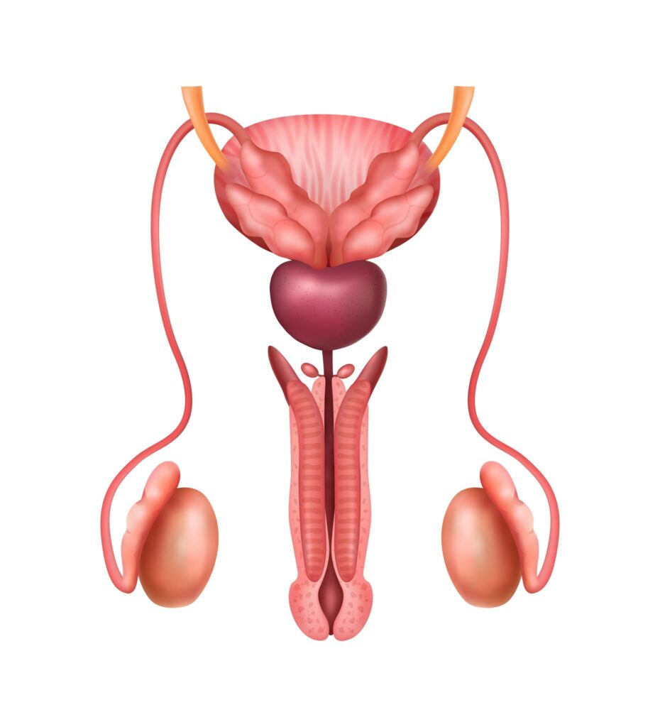 Urethral Stricture